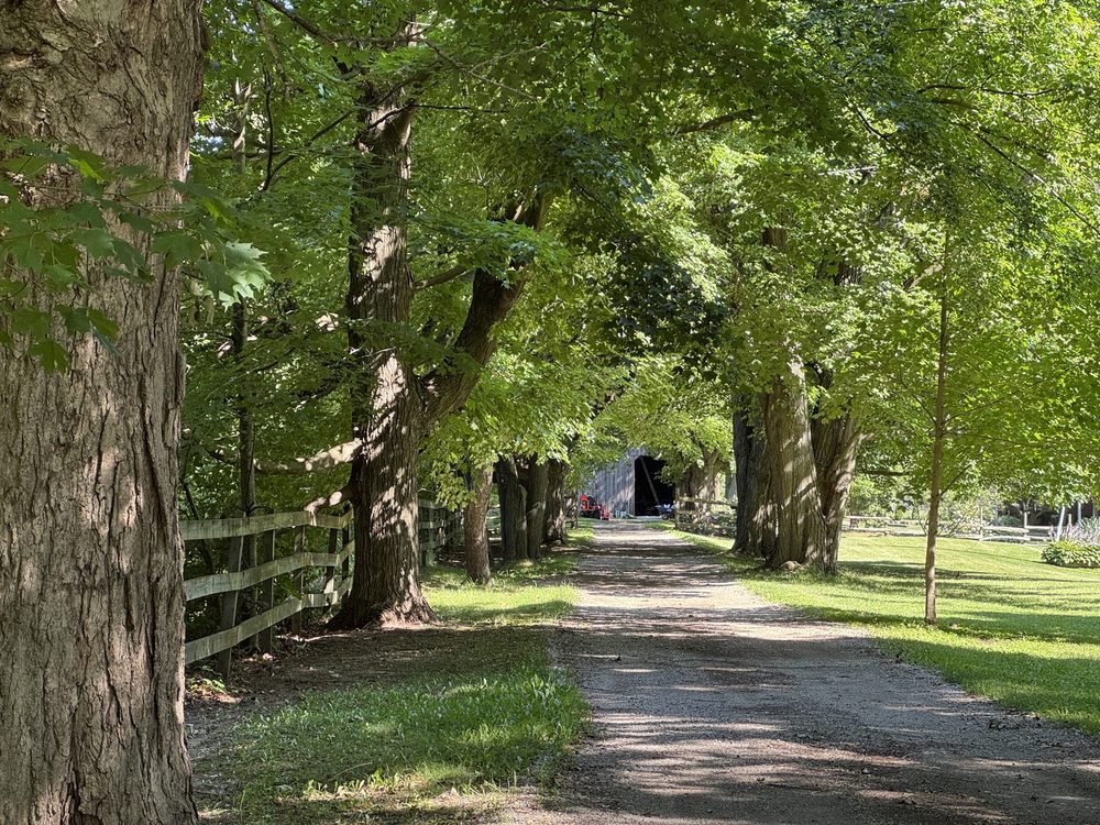 The same lane in summer: the same fence and maples, green, the barn still at the end.