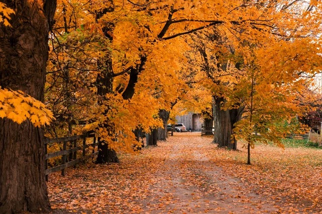The Windows XP Autumn wallpaper: a gravel lane under maples in full orange, a split-rail fence on the left.